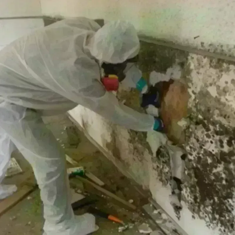 Mold Remediation and Removal in Port Barre, LA